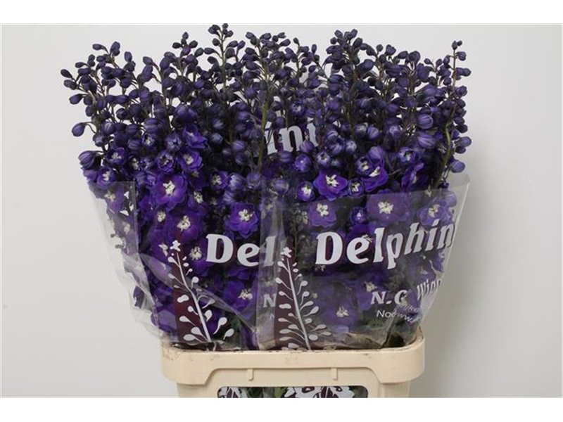Delphinium Du Dew Dark Blue Smile c942