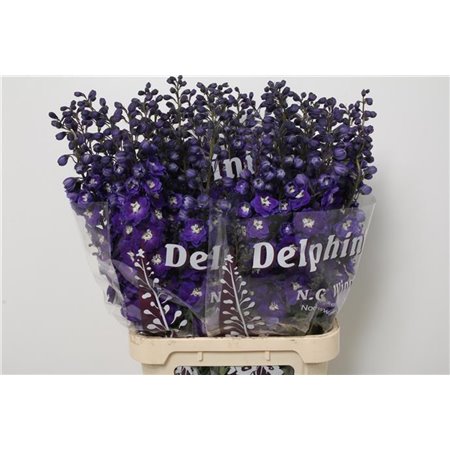 Delphinium Du Dew Dark Blue Smile c942
