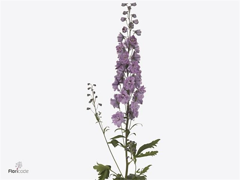 Delphinium Du Dew Melody c944