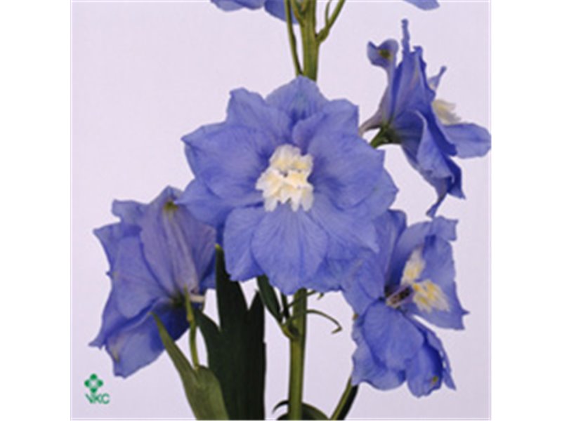 Delphinium El Cent Skyblue c945