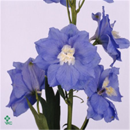 Delphinium El Cent Skyblue c945