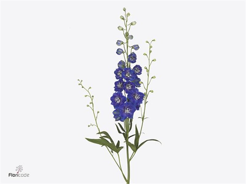 Delphinium El Delphinium Bl Emerald c946