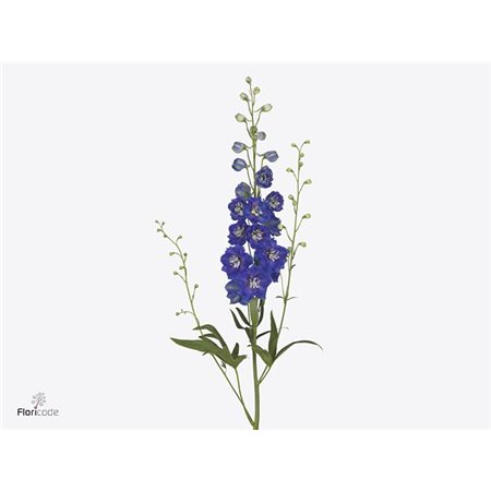 Delphinium El Delphinium Bl Emerald c946