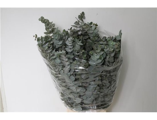 Evkaliptus Cinerea 300gr (p. bunch) c1307