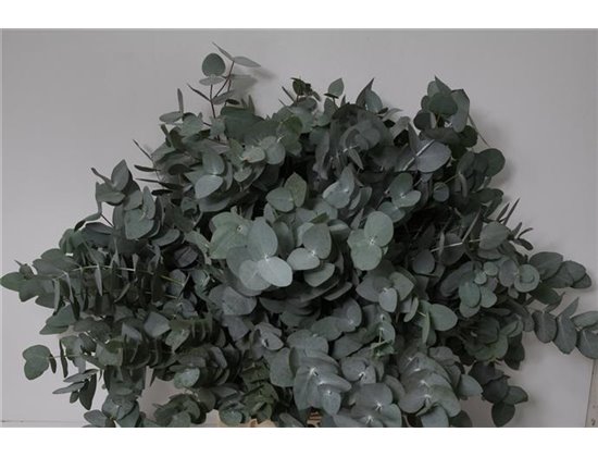 Evkaliptus Cinerea Sa 55cm Branched (p. bunch) c1311