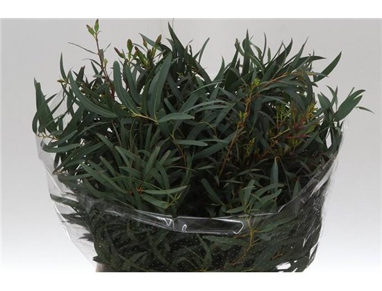 Evkaliptus Dominichina 150gr Short (p. bunch) c1312