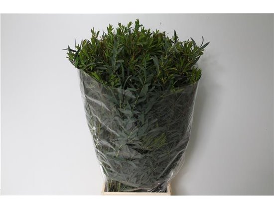 Evkaliptus Dominichina 300gr (p. bunch) c1313