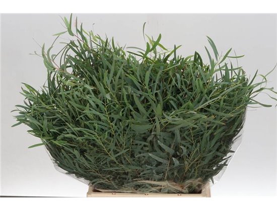 Evkaliptus Dominichina 300gr (p. bunch) c1314