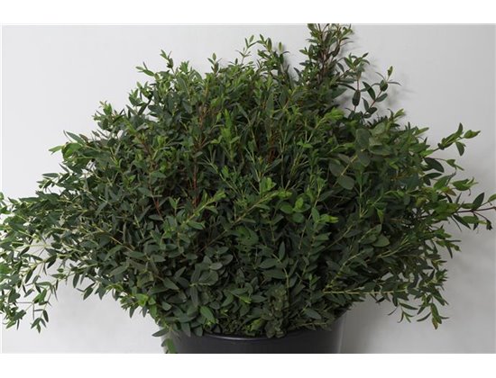 Evkaliptus Nicholii Sa 300gr (p. bunch) c1317