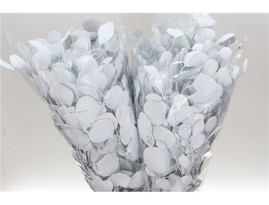 Evkaliptus Populus Blad. White Metallic (p. bunch) c1328