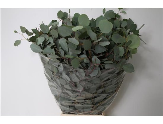 Evkaliptus Populus Leaf Sa 300gr (p. bunch) c1333