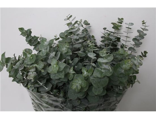 Evkaliptus Populus Leaf Sa 300gr (p. bunch) c1334