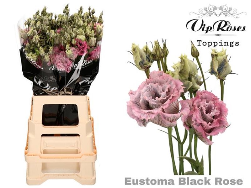 Eustoma Double Alissa Black Rose c1347