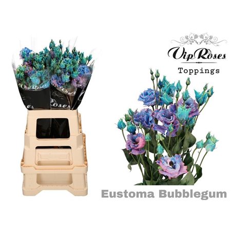 Eustoma Double Alissa Brownies c1349