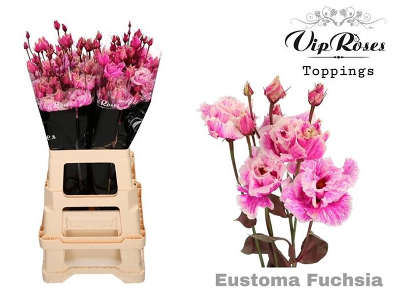 Eustoma Double Alissa Fuchsia c1350