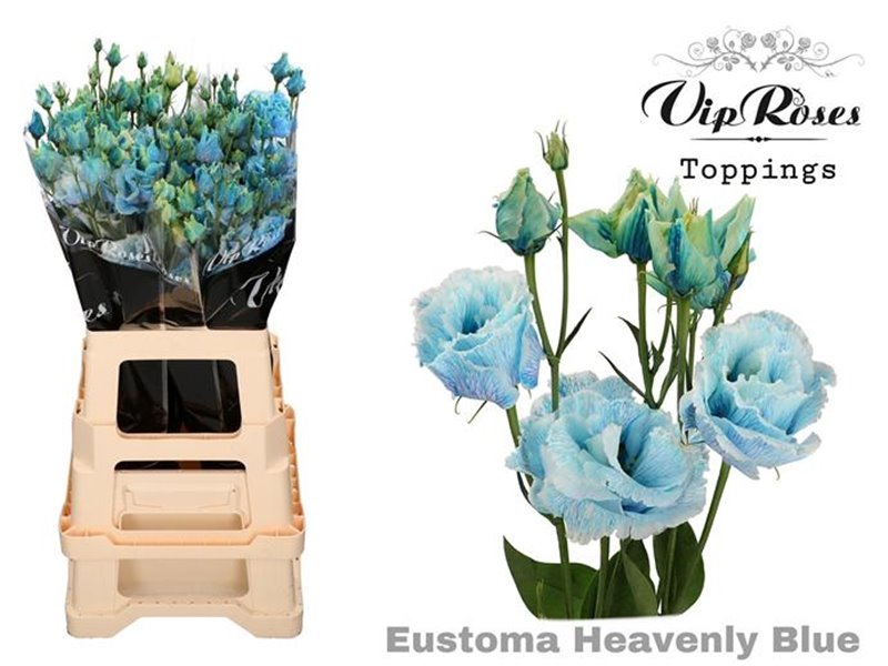Eustoma Double Alissa Heavenly Blue c1351
