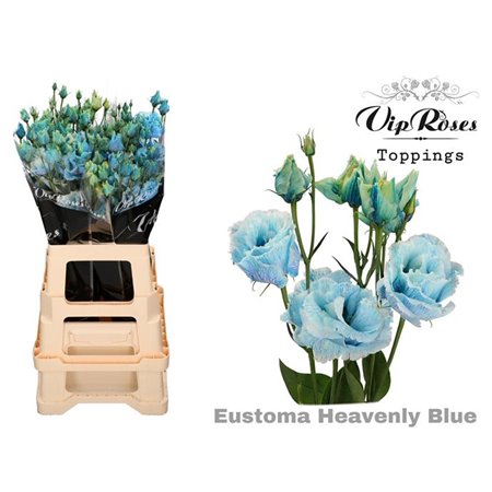 Eustoma Double Alissa Heavenly Blue c1351