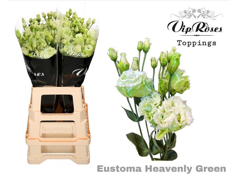 Eustoma Double Alissa Heavenly Green c1352
