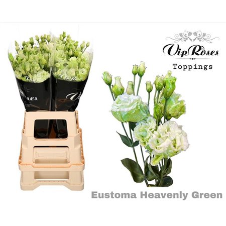 Eustoma Double Alissa Heavenly Green c1352