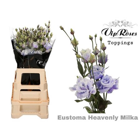 Eustoma Double Alissa Heavenly Milka c1353