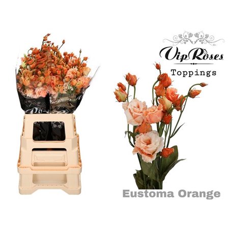 Eustoma Double Alissa Other Orange c1354