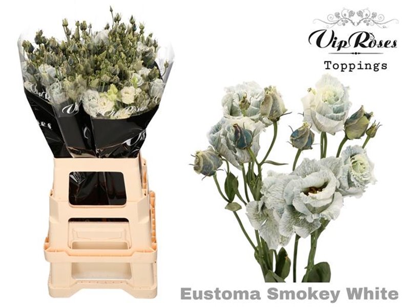 Eustoma Double Alissa Smokey White c1358