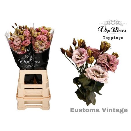 Eustoma Double Alissa Vintage c1359