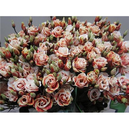 Eustoma Double Rosi Bright Pink c1369