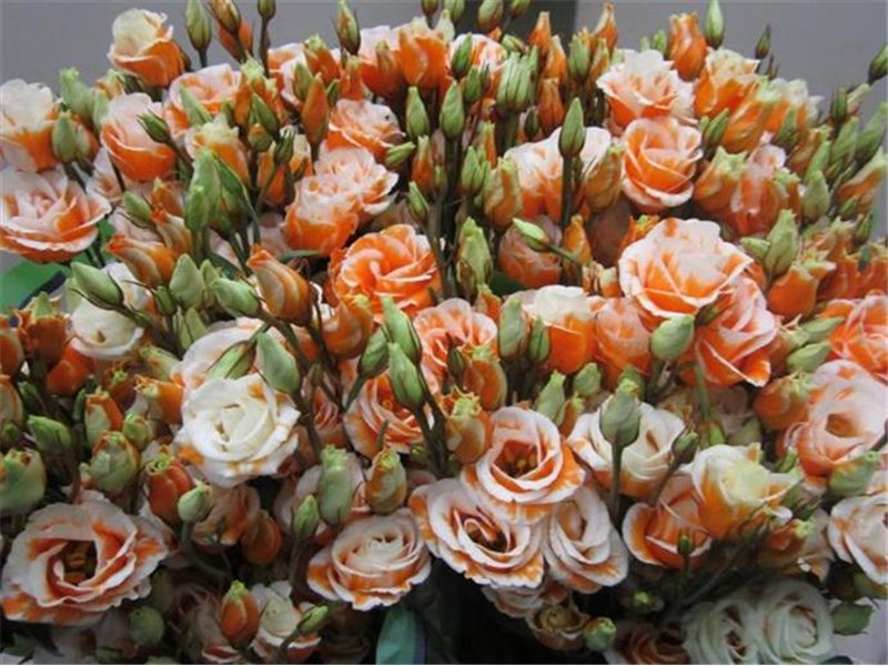 Eustoma Double Rosi G Orange c1372