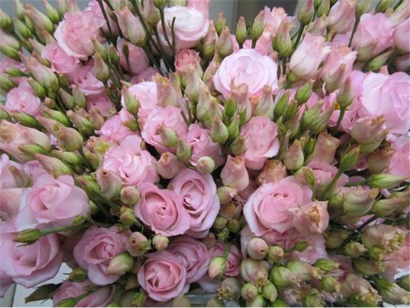 Eustoma Double Rosi G Sweet Milka c1377