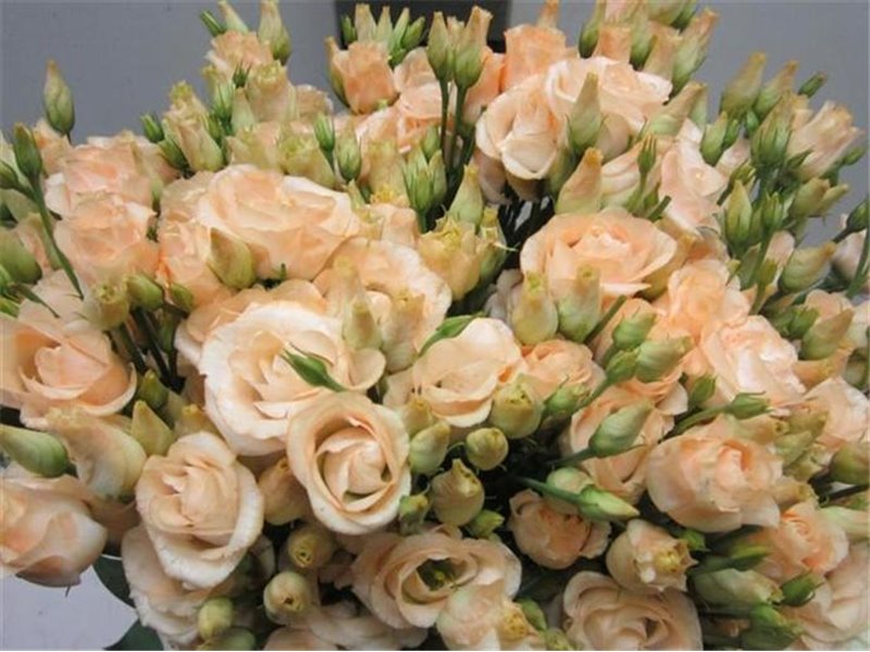Eustoma Double Rosi G Sweet Salmon c1378