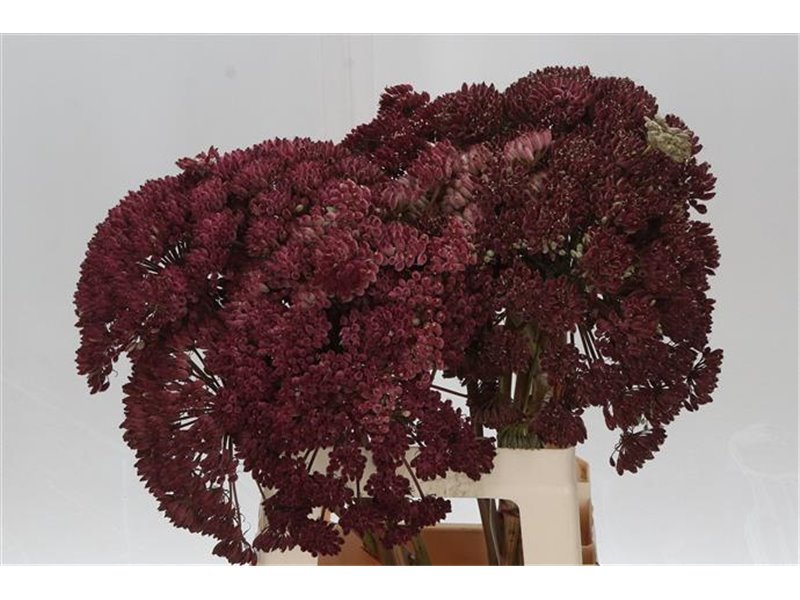 Eustoma Single Picco Yellow c1394