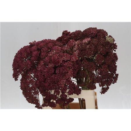 Eustoma Single Picco Yellow c1394