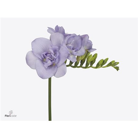 Frezija double Brownies c1404