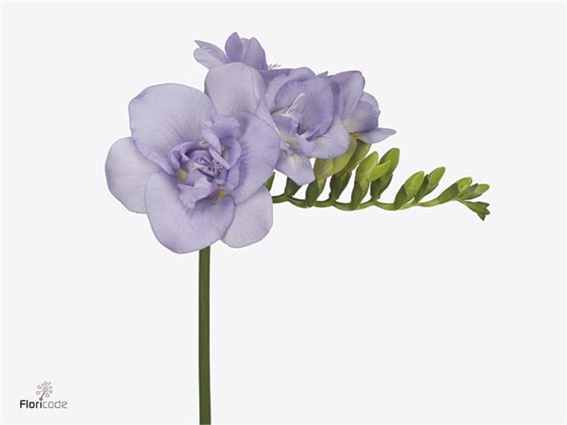 Frezija double Carice c1405