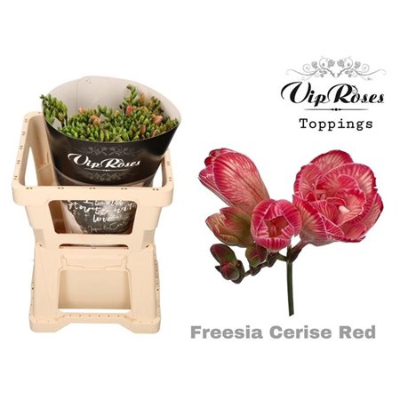 Frezija double Cerise Red c1406