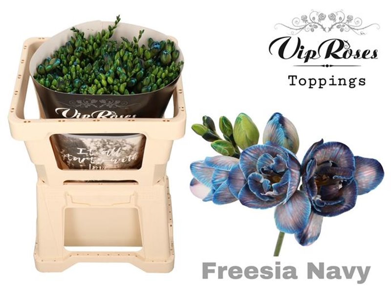 Frezija double Navy c1408