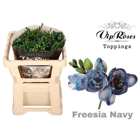 Frezija double Navy c1408