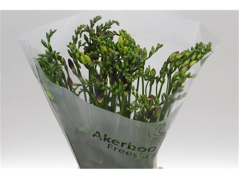 Frezija single Mixed Extra c1411