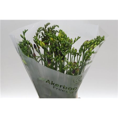 Frezija single Mixed Extra c1411