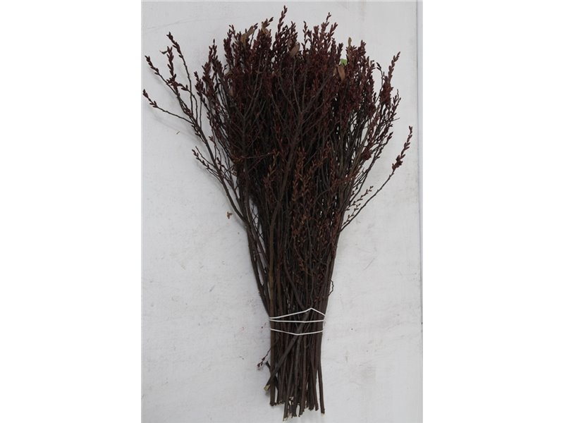 Frezija single Mixed X 10 5 Colour c1414