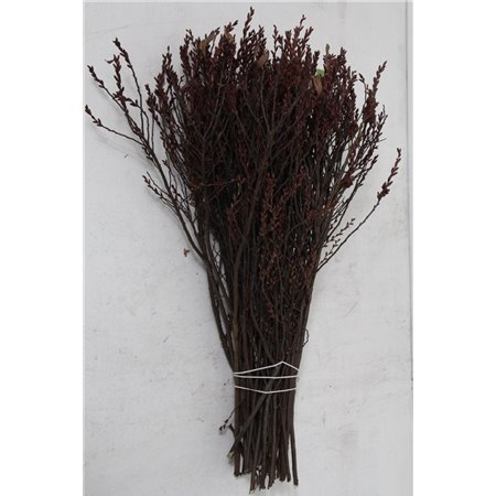 Frezija single Mixed X 10 5 Colour c1414