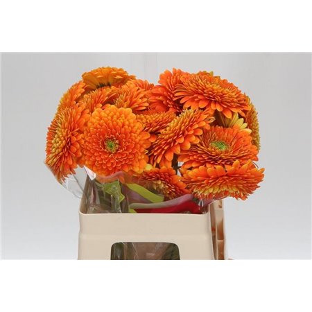 Gerbera * Ambassador x20 c1450