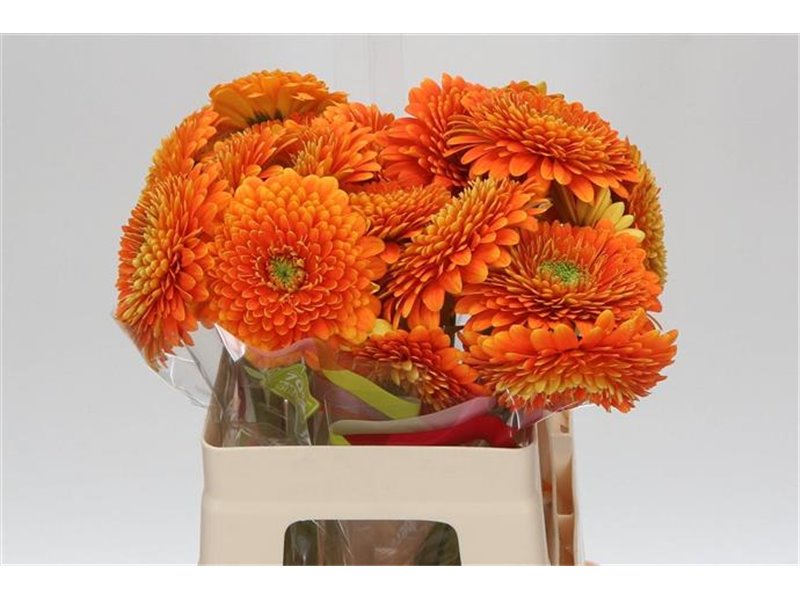 Gerbera * Berra x20 c1451