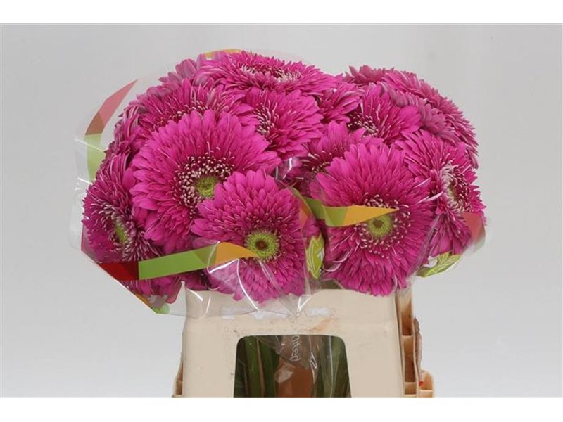 Gerbera * Jetset x20 c1458