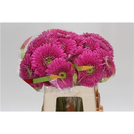 Gerbera * Jetset x20 c1458