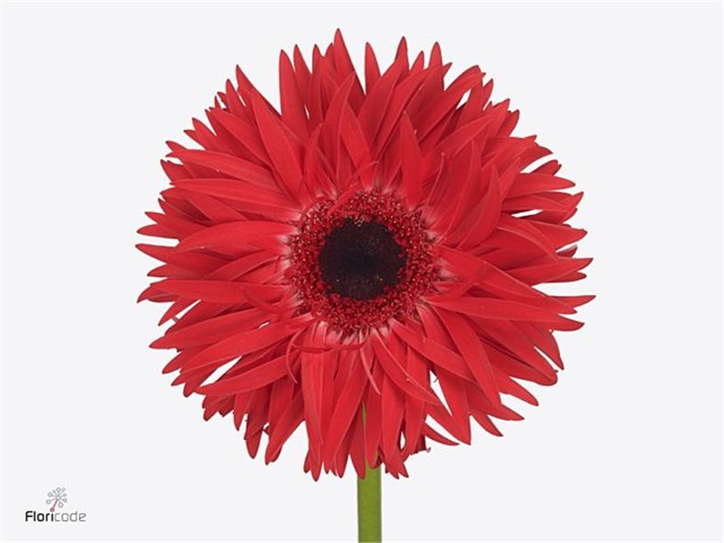 Gerbera * Sp Katie x20 c1464