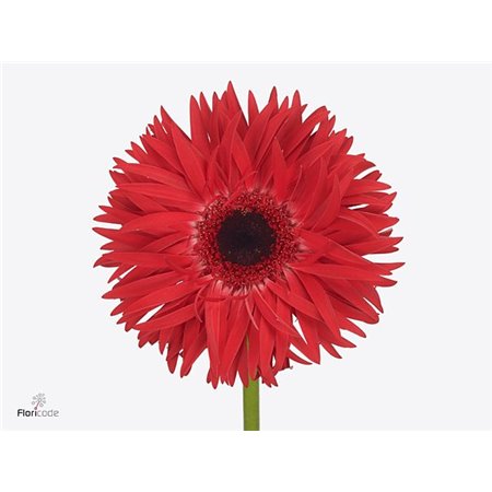 Gerbera * Sp Katie x20 c1464