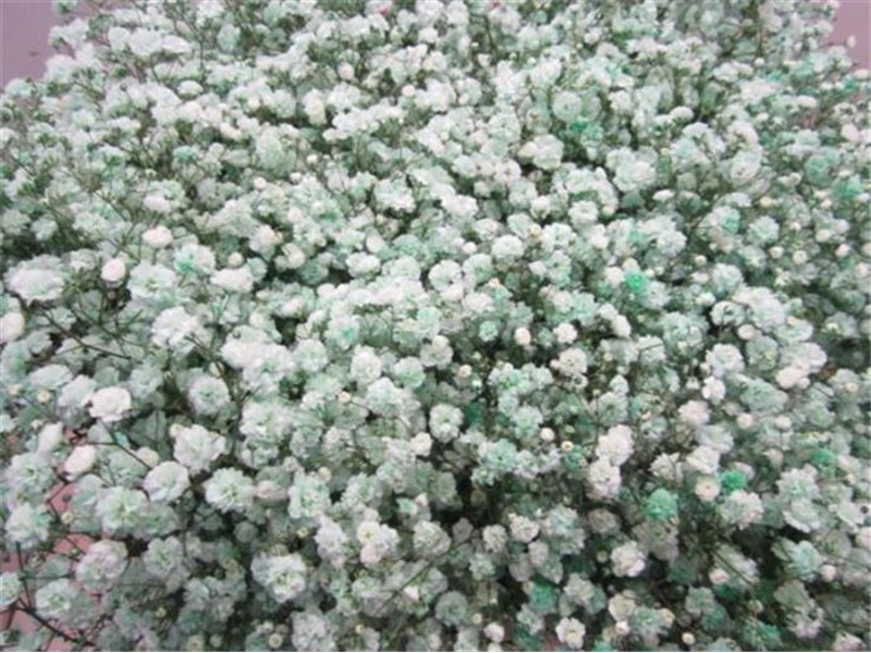 Gipsofila Dyed Green c1562