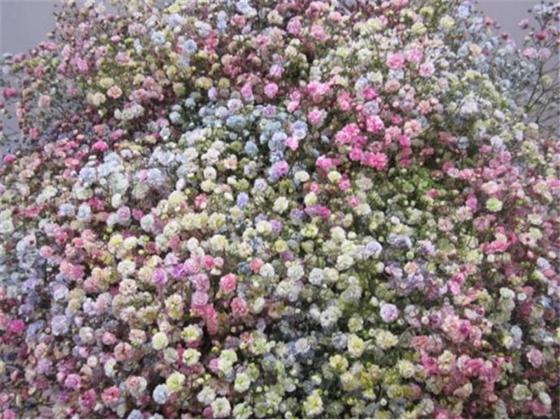 Gipsofila Dyed Peach c1564